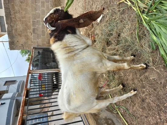 Goat — Kamori breeder male goat for sale, Sind, Pakistan