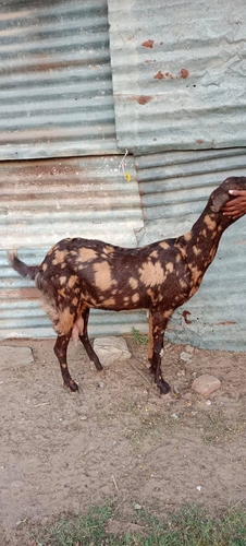 Sirohi Goat — photo 3