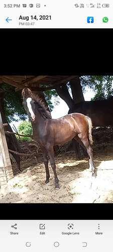 Marwadi Horse 🐎 — photo 6