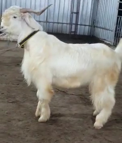 Kashmiri Goat — photo 4