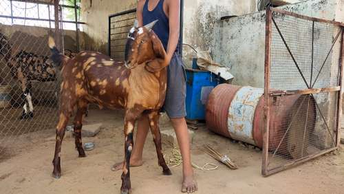Best price Goat — photo 4
