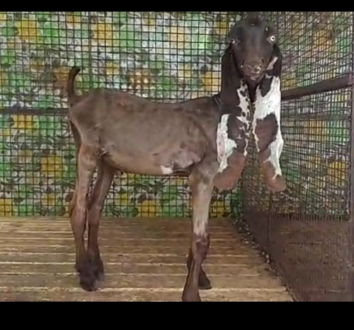 Hydrabadi Goat — photo 2