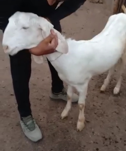 Sojat Goat — photo 3