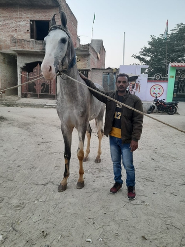 Marwari Horse — photo 2