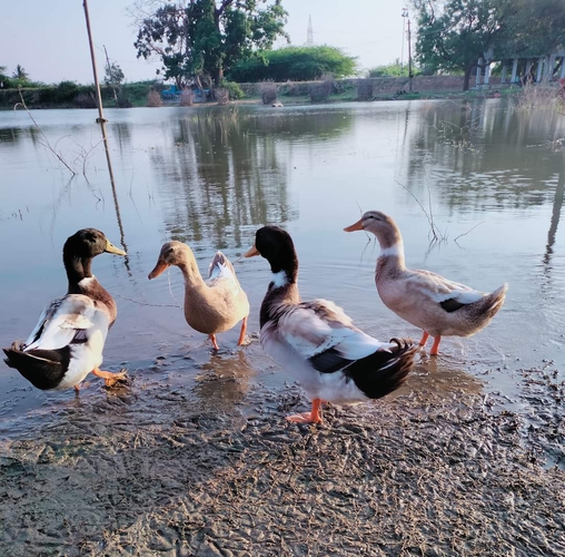 Others — White pekin duck for sale, Rajasthan, India