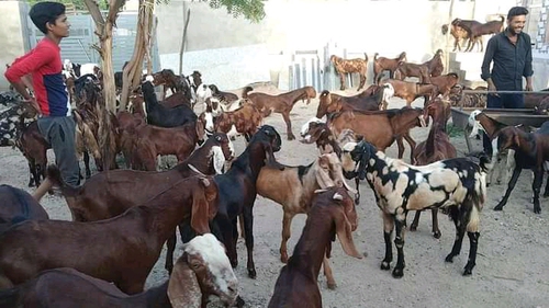 Sirohi Ajmeri Goat — photo 2