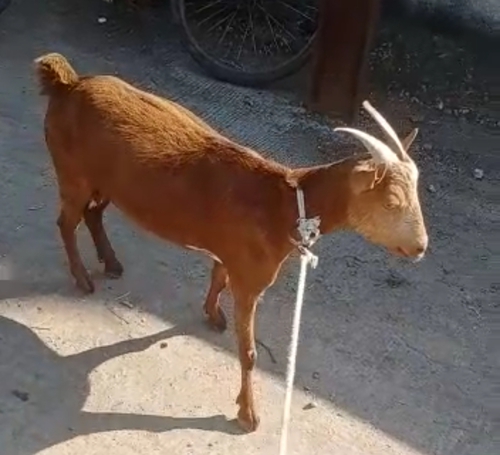 Barbara Goat — photo 2