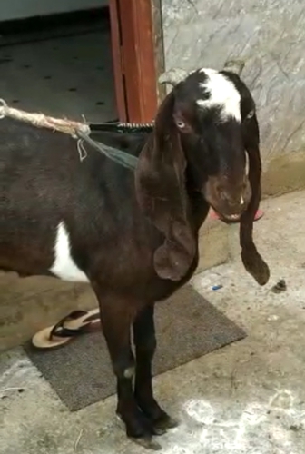 Jamunapuri Goat — photo 2