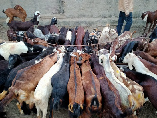 Cutting goat male and female mix  — photo 3