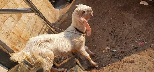 Hansa Goat — photo 2