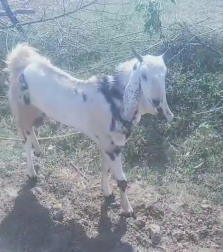 Malwa Goat  — photo 5