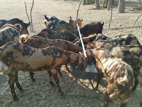 Sirohi Goats — photo 3