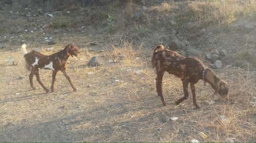 Ajmeja Goat