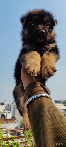 Long coat German shepherd male available in Lucknow — photo 3