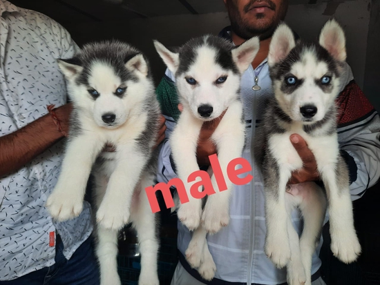 Husky — photo 2