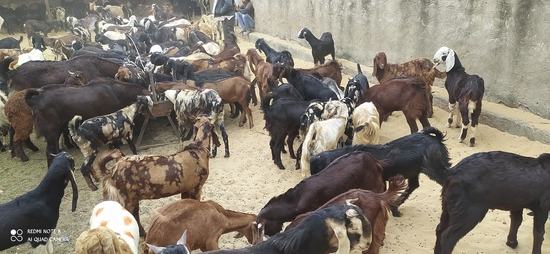 Cutting goat male female  — photo 5
