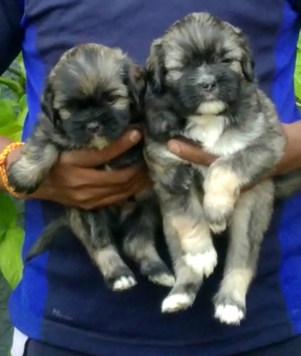 Lasha apso puppy