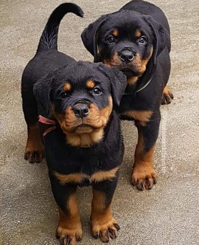 Rottweiler Puppy — photo 2