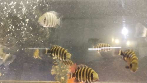 Checklet Fish — photo 2