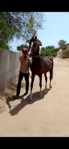 Horse — Horse, Gujarat, India