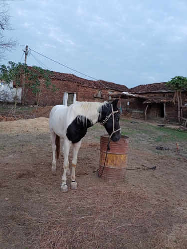 Marwari horse — photo 2