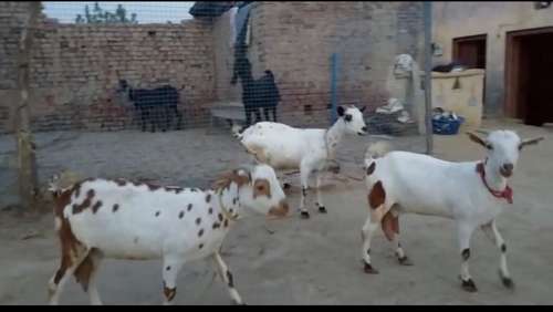 Barbari Goat — photo 2