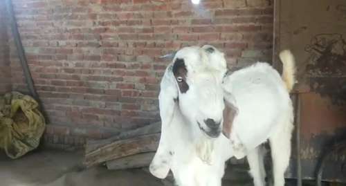 Gulabi Chamri Goat — photo 2