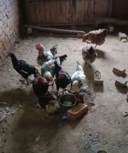 Hen — photo 2