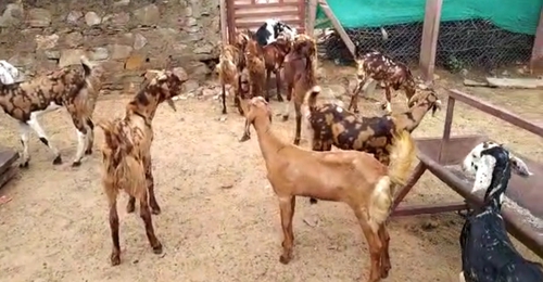 Sirohi Goats — photo 3