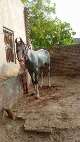 Majhuke line and muktsar shaib — photo 2