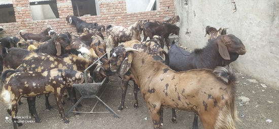 Sirohi goat  — photo 3