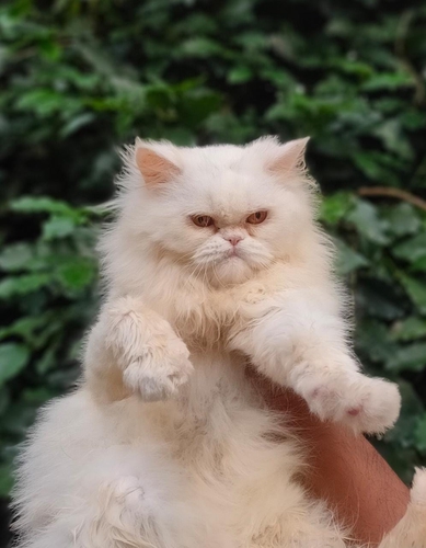 Punch face cat