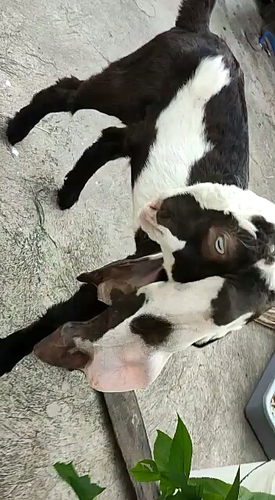 Jamnapari male goat