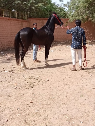 Marwari Horse — photo 2