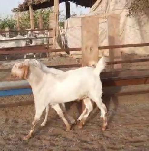 Sojat Goat — photo 2