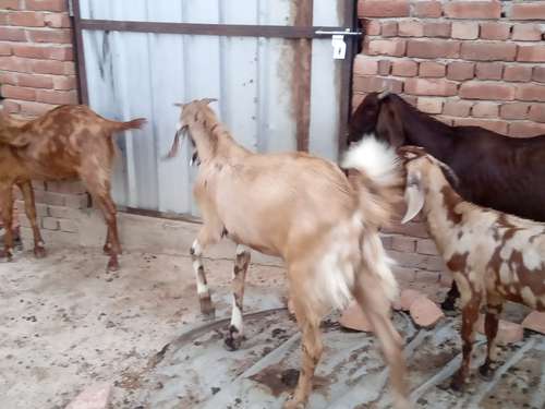 Sirohi Goat — photo 5