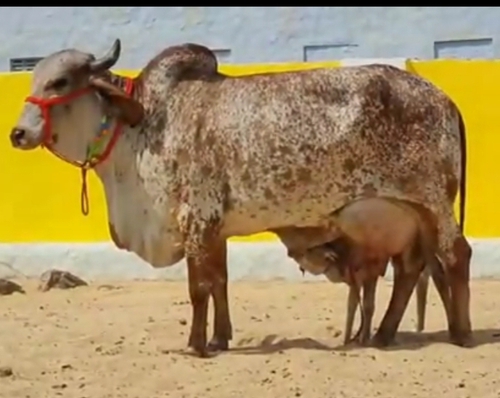 Gir Cow — photo 3