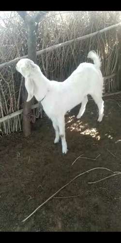 Sojat Goat