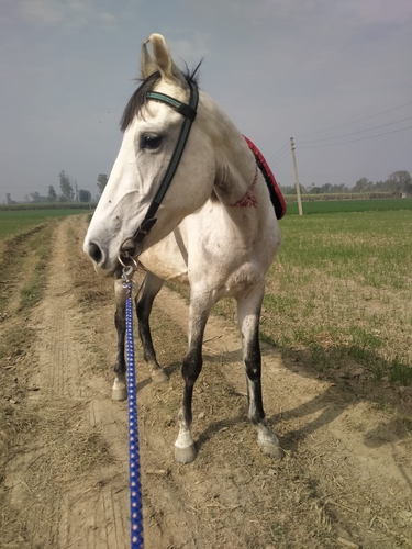 Marwari Horse — photo 2