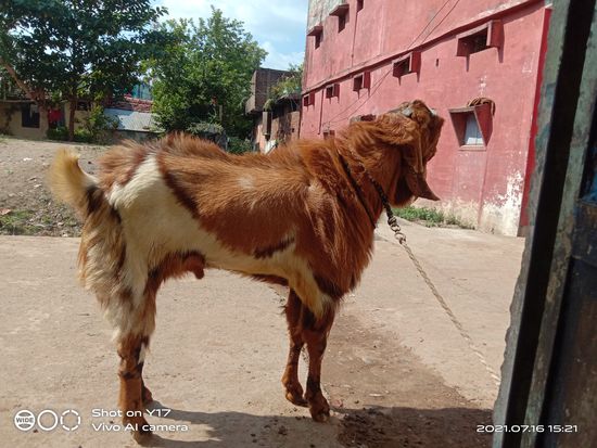 Bakra sel — photo 3