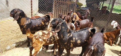 All Breed Goats Available — photo 2
