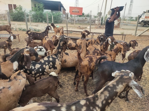 Sirohi Goats — photo 5