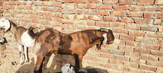Shiroi,Sojat Goat  — photo 5