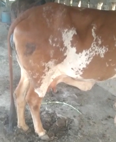 Gir Cow — photo 2