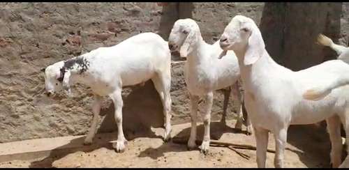 Sojat Male Goat — photo 2