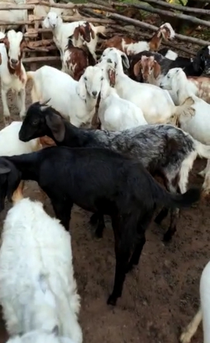 Nati Goat — photo 2
