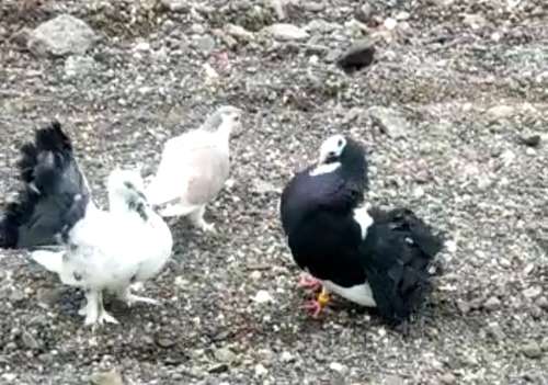 Pigeon — photo 2