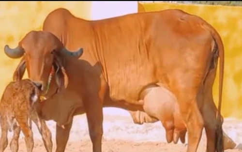 Cow — Cow, Satna, India
