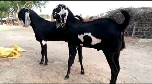 Punjabi Beetal Goat — photo 5