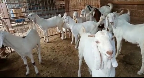 Sojat Goat — photo 3